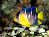 Caribbean Blue Angelfish, Gulf Of Mexico