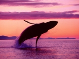 Crimson Flight, Humpback Whale, Alaska