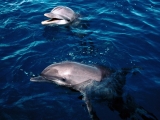 Frolicking Dolphins, Honduras