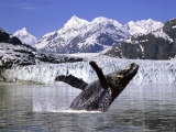 Humpback Whale, Alaska