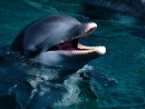 Introduction, Bottlenose Dolphin
