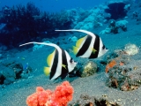 Long-Fin Bannerfish, Indonesia