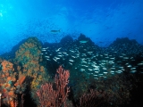 Los Roques Reef, Venezuela