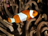 Percula Clownfish, Indo-Pacific