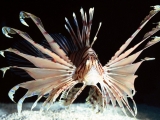 Red Volitans Lionfish, Indo-Pacific