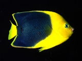 Rock Beauty Angelfish, Indo-Pacific