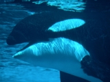 Submerged, Killer Whale