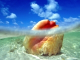 Sunken Treasure, Conch Shell, Bahamas