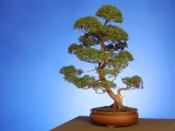 Chinese Juniper _ 75 Years Old