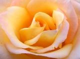 Close_up_yellow_rose