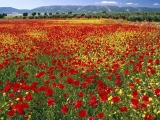 Endless Poppies, Spain