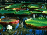 Giant Victoria Regia Water Lily