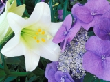 Hydrangea and Easter Lily