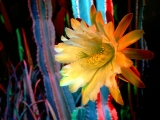 Illuminating, Cactus Flower