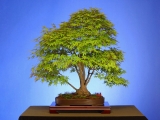 Japanese Mountain Maple _ 50 Years Old