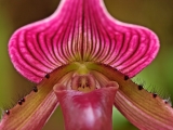 Ladyslipper Orchid