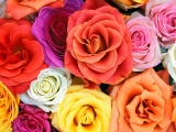 Love Blooms, Roses