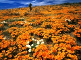 Mexican Gold Poppies, Cochise County, Arizona
