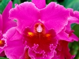 Pink Passion, Cattleya Orchid