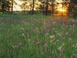 Prairie Flowers at Sunset, Iroquois Conservation Area, Illinois
