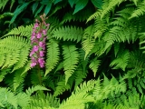 Purple Fringed Orchid, Great Smoky Mountains, North Carolina