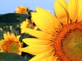 Sunflower, Clantonia, Nebraska