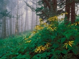 Woodland Sunflowers, Great Smoky Mountains, Tennessee