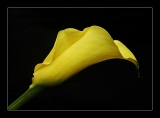 Yellow Calla