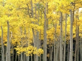 Autumn Aspens, Kenosha Pass, Pike National Forest, Colorado