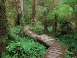 Carmanah Valley, Vancouver Island, British Columbia, Canada