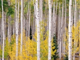 Autumn Aspens, Colorado