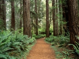 Prairie Creek Redwoods State Park, California