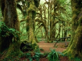 Hall of Mosses, Olympic National Park, Washington