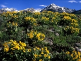 Arrowleaf Balsamroot, Boulder Mountain, Idaho