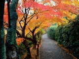 Autumn Colors, Kyoto, Japan