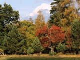 Autumn Color Forest, Northern Highlands, Scotland