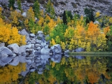 Autumn Color, Eastern Sierra, California