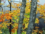 Maple and Birch Trees Above Stony Brook Pond, New York