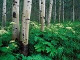 Aspens and Cow Parsnip, White River National Forest, Colorado