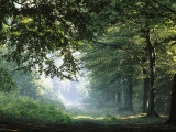 Springtime Forest in Germany