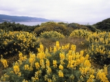 Butter Lupine, Ano Nuevo State Reserve, California