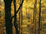 Autumn Forest, Great Smoky Mountains National Park, Tennessee