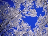 Frosted Trees, Boulder, Colorado