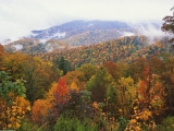 Lush Landscape, Appalachian Mountains, North Carolina