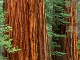 Giant Sequoia Trees, Mariposa Grove, Yosemite National Park, California