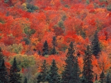 Sugar Maples and Spruce Trees, Ontario, Canada