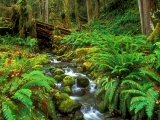 Rainforest Stream, Olympic National Park, Washington