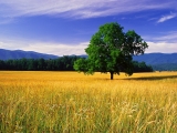 Single White Oak, Great Smoky Mountains National Park, Tennessee