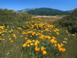 Yellow Brick Road, California Poppies