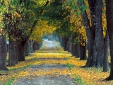 Tree-Lined Roadway, Louisville, Kentucky